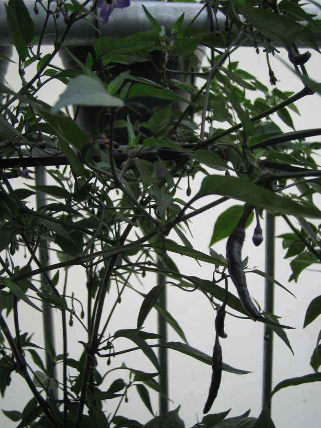 Naga Jolokia Purple.JPG