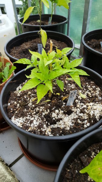 Naga Morich.jpg