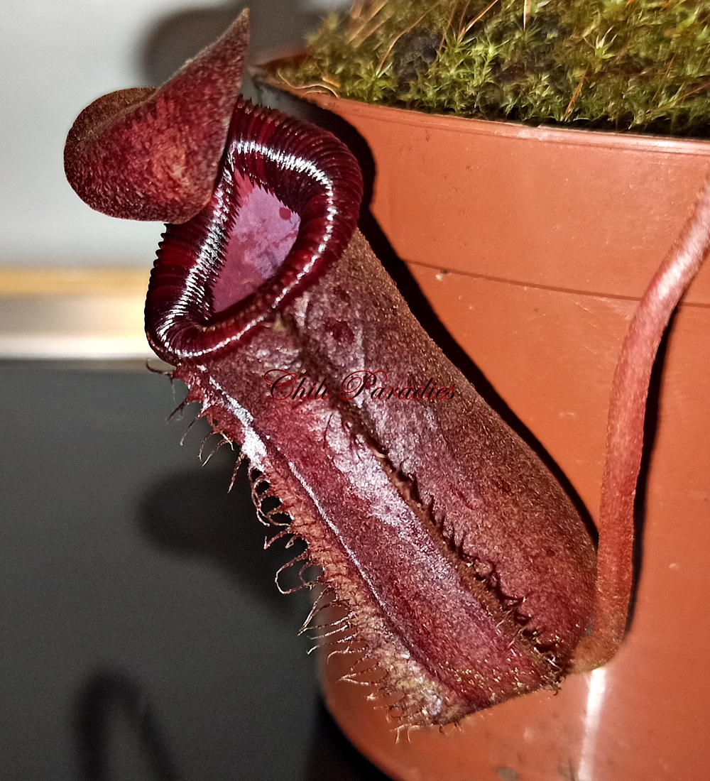 Nepenthes x briggsiana1.jpg