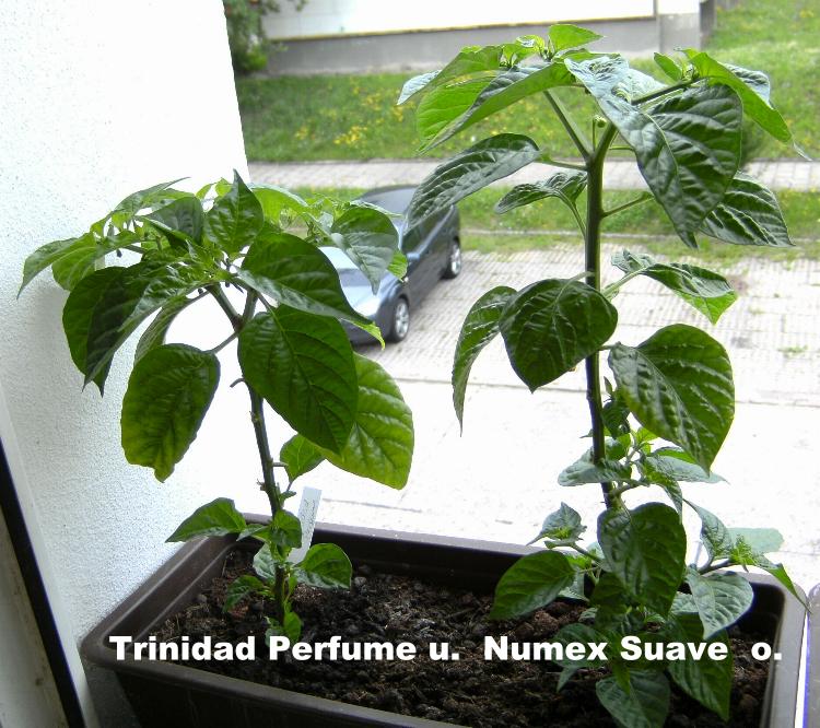 Numex Suave orange u Trinidad Perfume.JPG