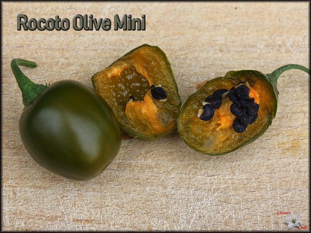 Olive Mini.JPG