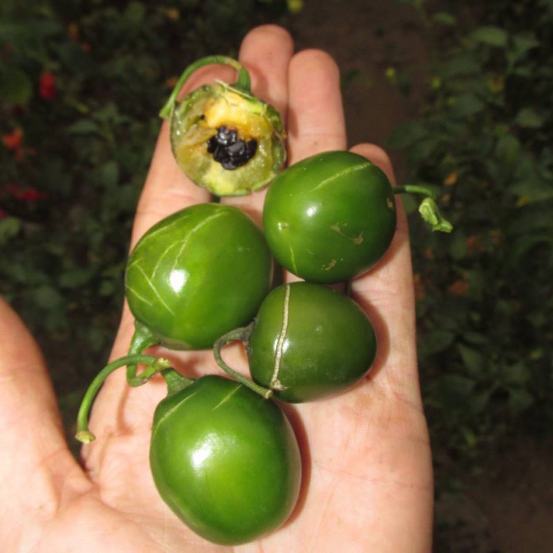 Olive Rocoto_Chris5.jpg