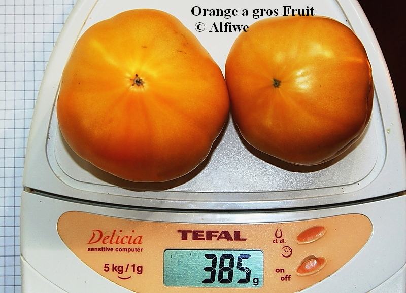 Orange  gros Fruit 5-d1.JPG