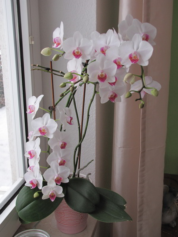 Orchidee.JPG