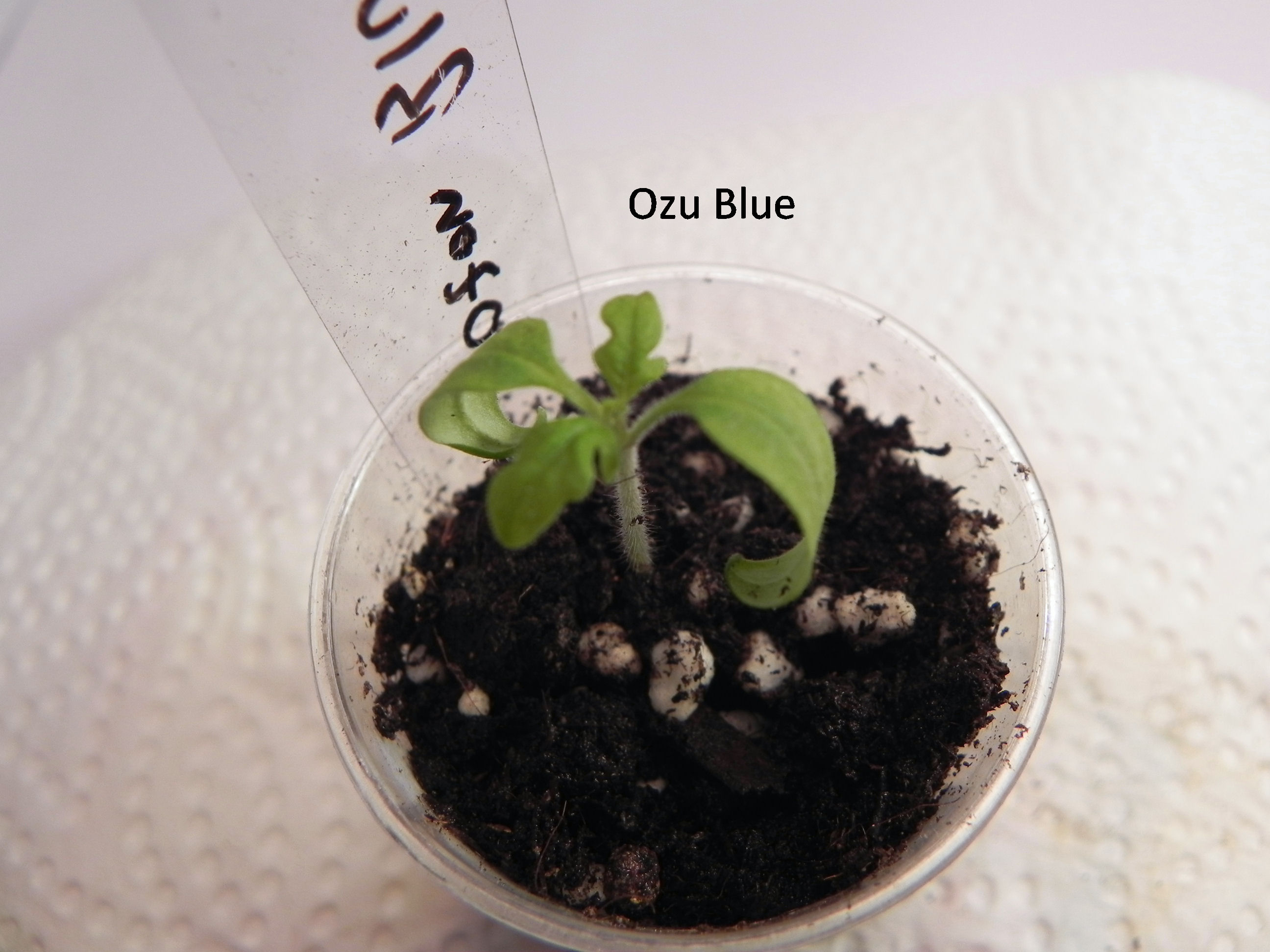 Ozu Blue.JPG