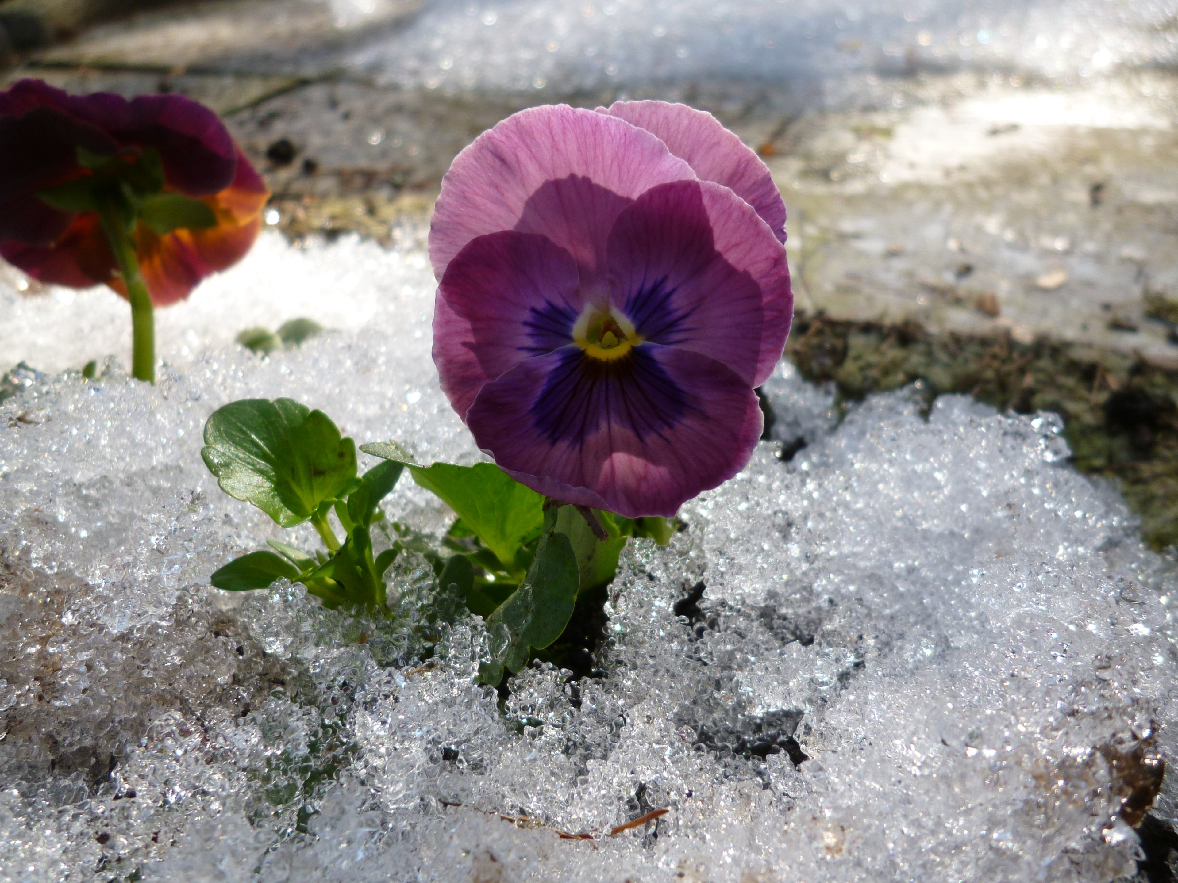 P1020800.JPG