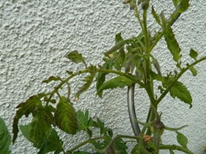 P1040386.JPG