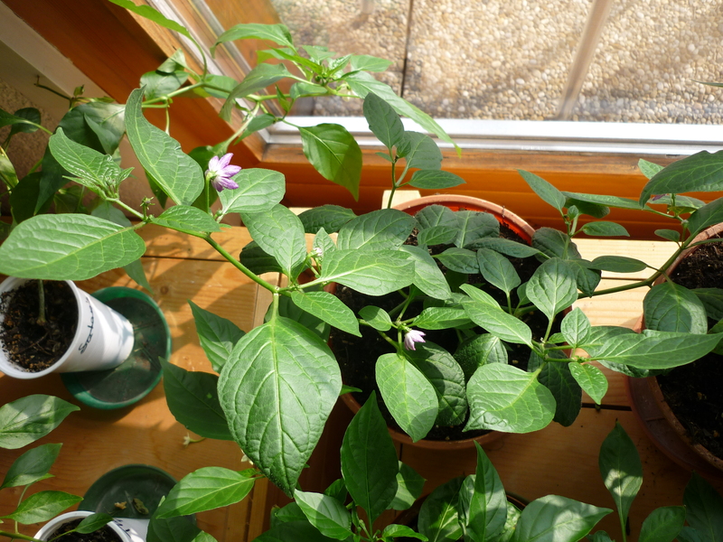 p1050260vda9t.jpg