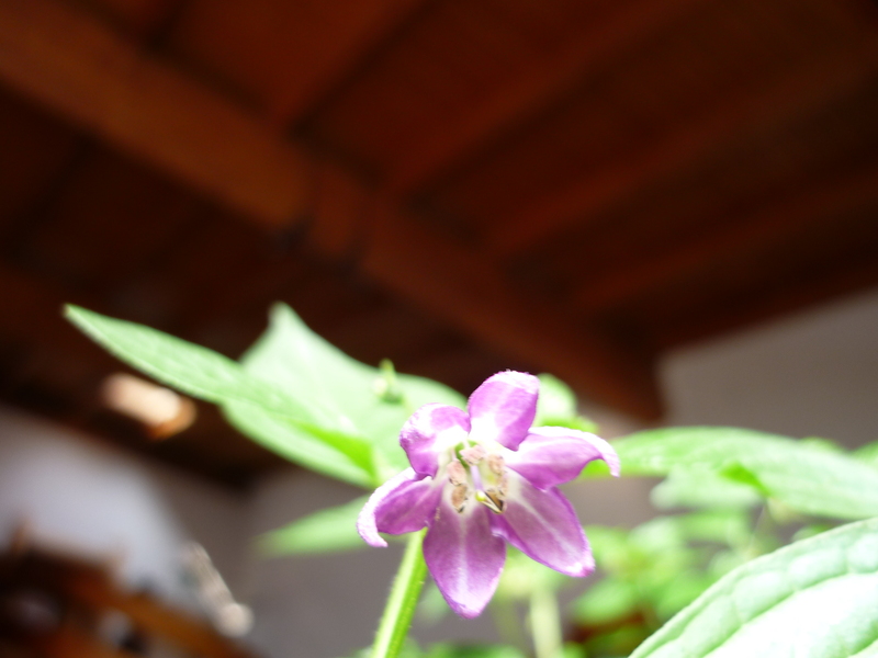 p1050262gqlk7.jpg