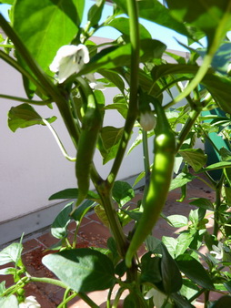 P1060766_Bildgröße ändern_Bildgröße ändern.JPG