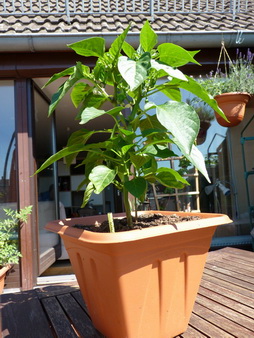 P1060775_Bildgröße ändern_Bildgröße ändern.JPG