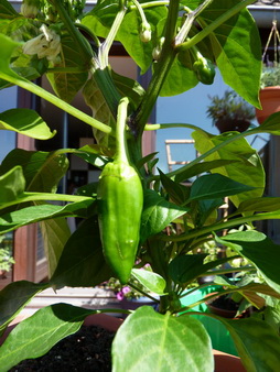 P1060777_Bildgröße ändern_Bildgröße ändern.JPG