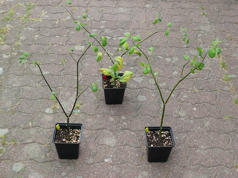 P1090286a.jpg