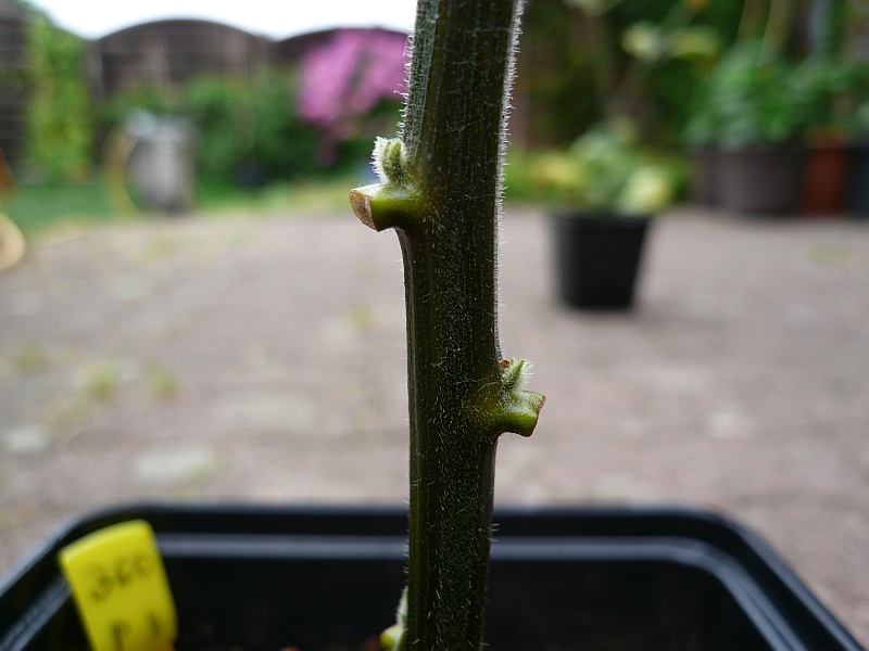 P1090299a.jpg