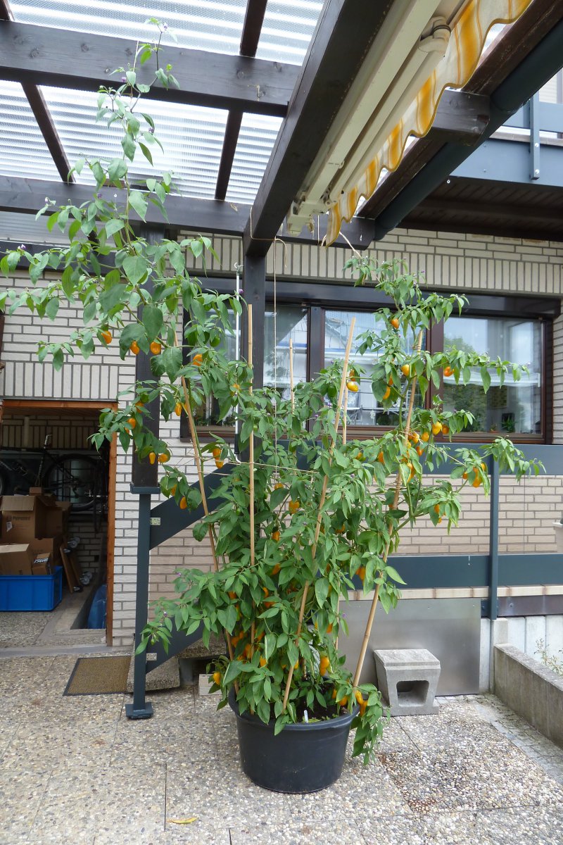 P1180786.JPG