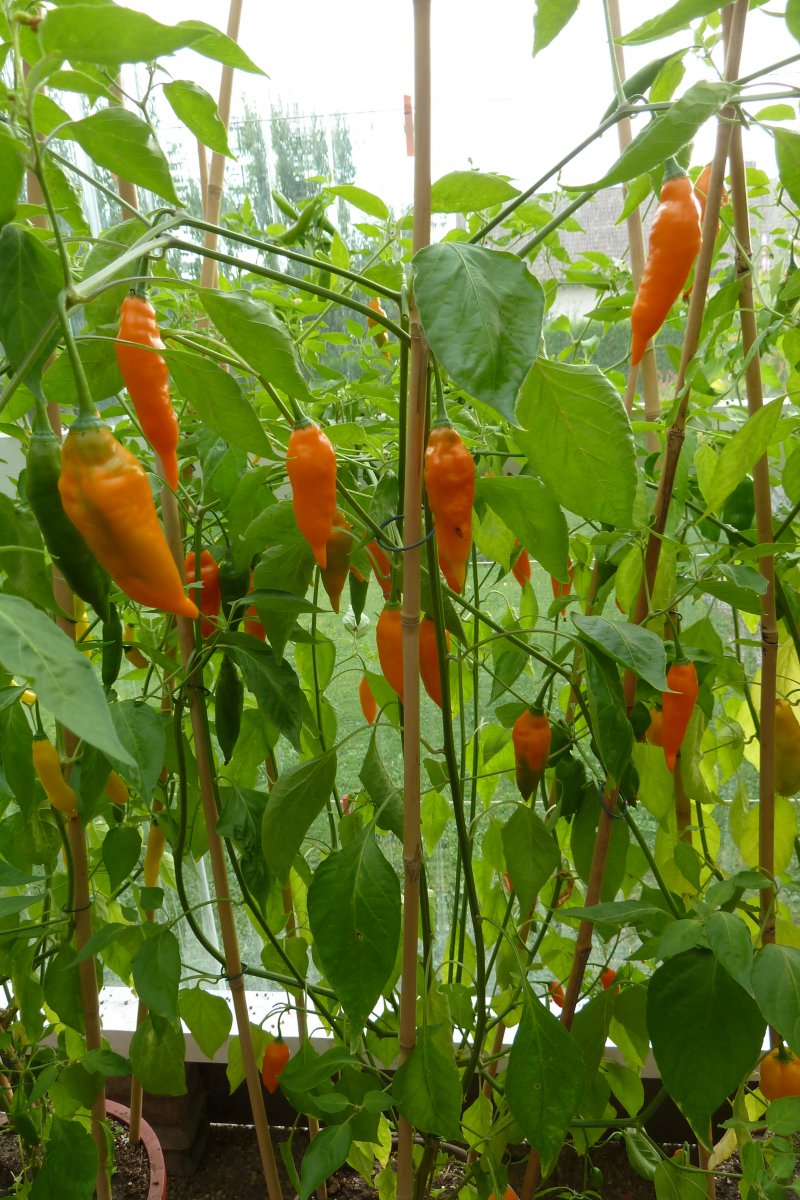 P1200156.JPG