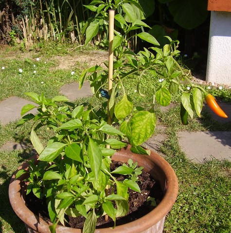 p6210023vu9r.jpg