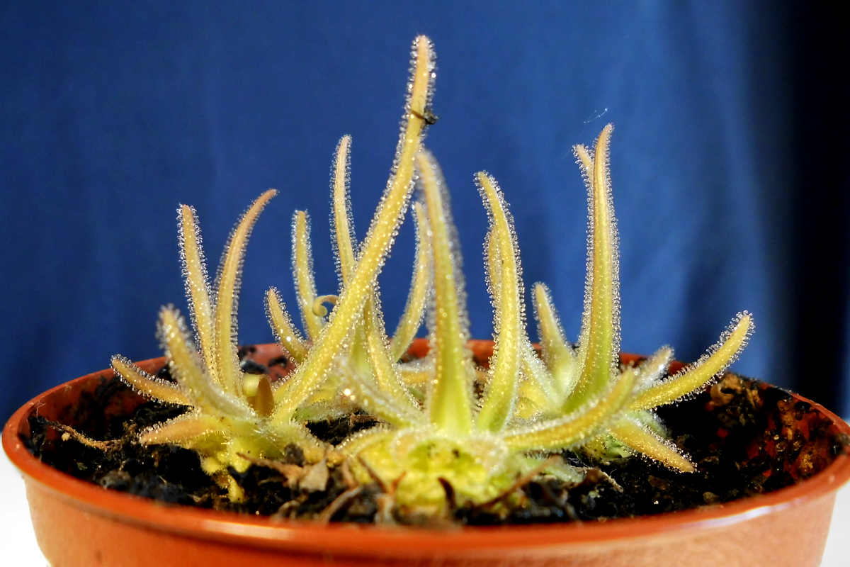 P_gypsicola-plantlets.jpg