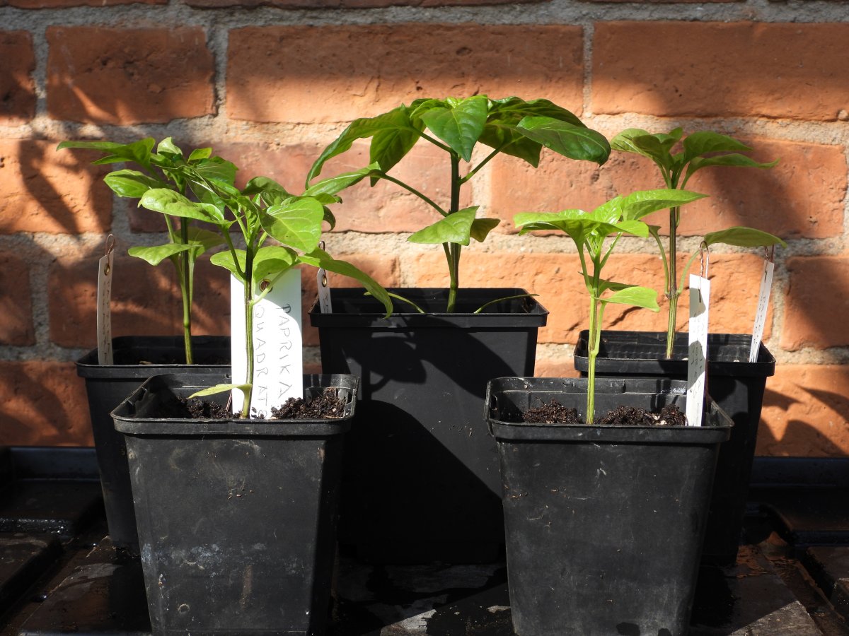 Paprika Quadrato d'Asti giallo.JPG