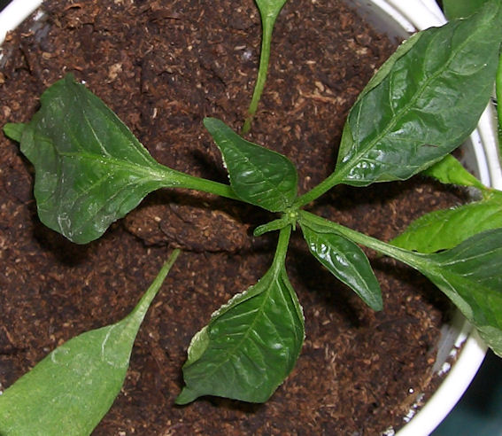 Paprika überdüngung.jpg