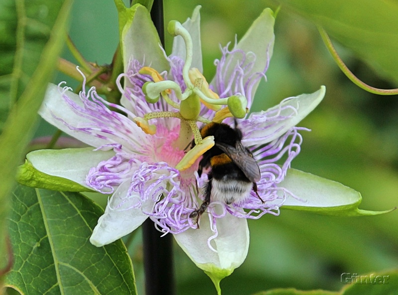 Passiflora Incarnata mit biene - Kopie.JPG