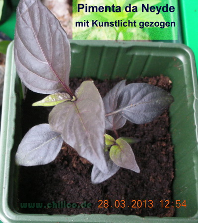 PdN Jungpflanze mit Kunstlicht gezogen 20130328 DSCN9860.jpg