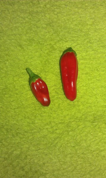 Penischilis Juli2.jpg