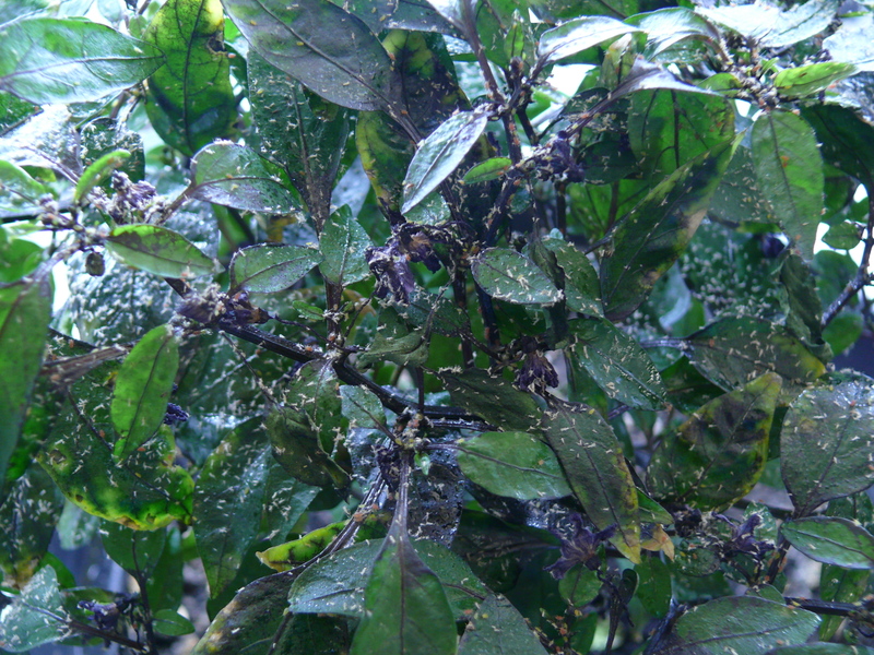peruvianpurple7qkko8.jpg
