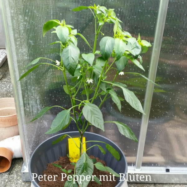 Peter Pepper Bild 2.jpg