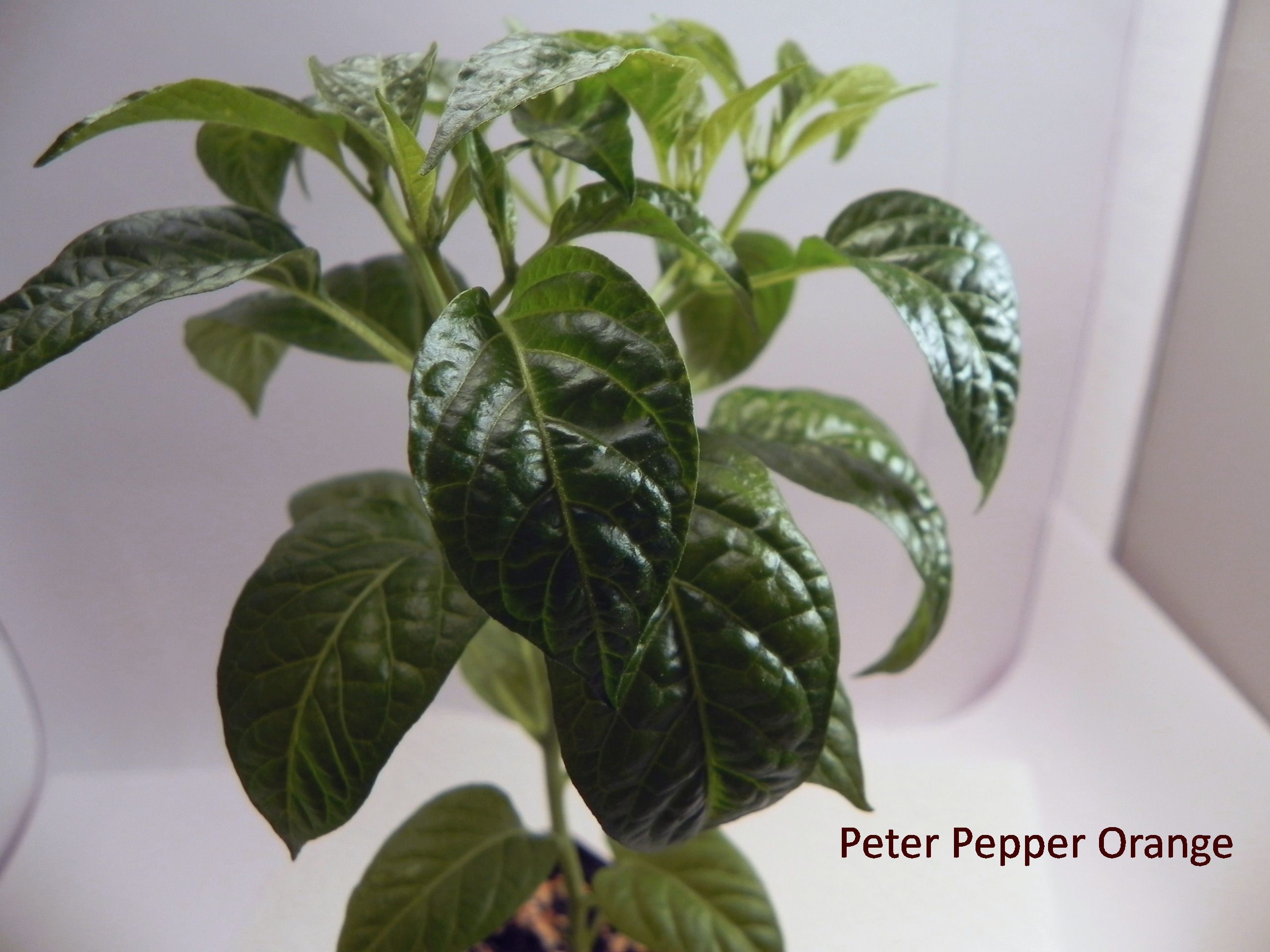 Peter Pepper Orange.jpg