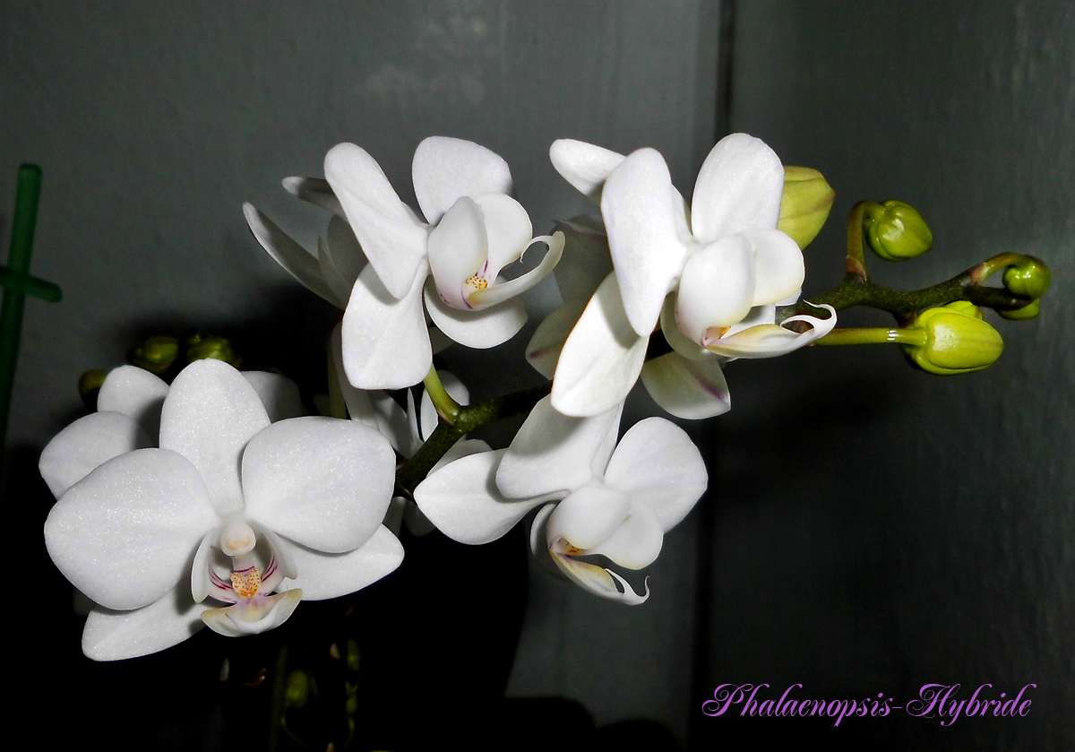 Phalaenopsis-Hybride-inflorescence.jpg