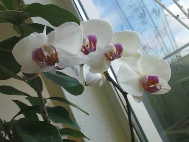 Phalaenopsis_640x481.JPG