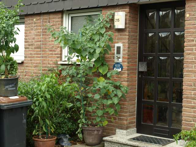 Physalis03102009_1.jpg