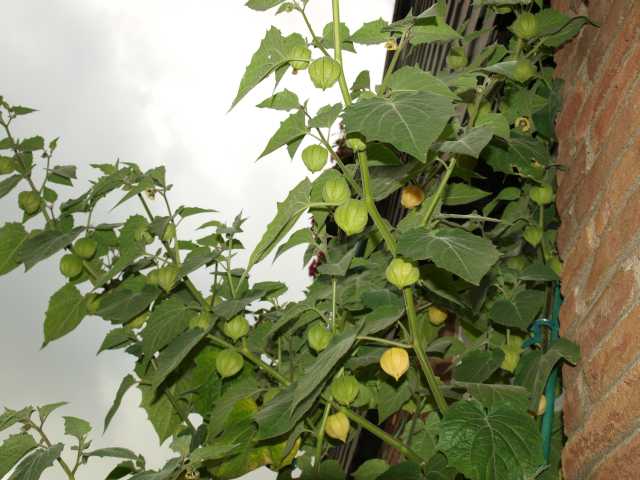 Physalis03102009_2.jpg