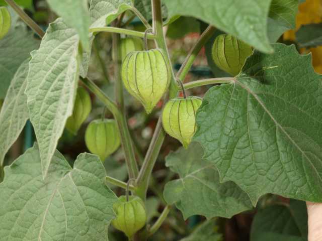 Physalis03102009_3.jpg