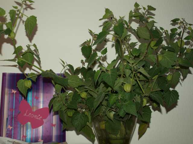 Physalis13102009_1.jpg