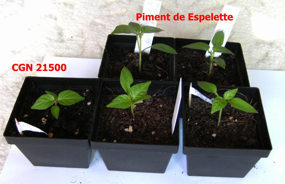 Piment de Espelette.JPG