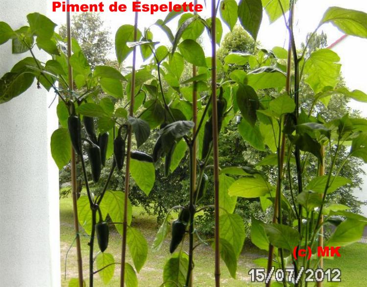 Piment de Espelette.jpg