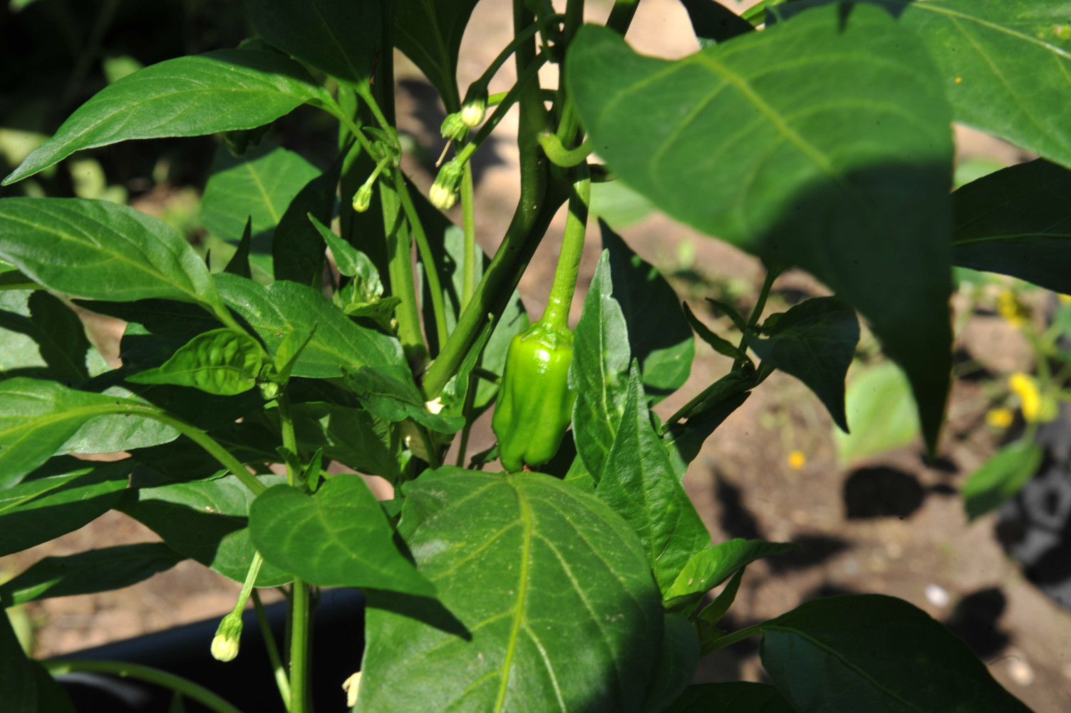 pimiento_de_padron_02.jpg