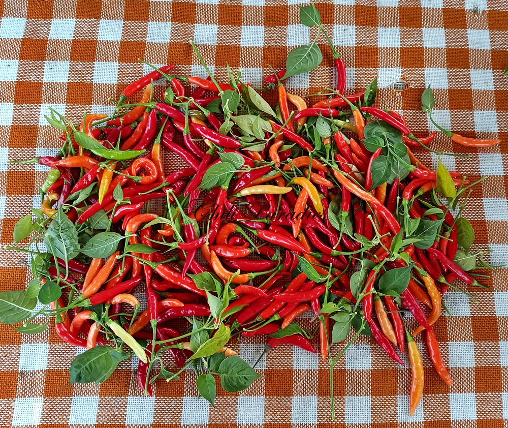 Piri Piri.jpg