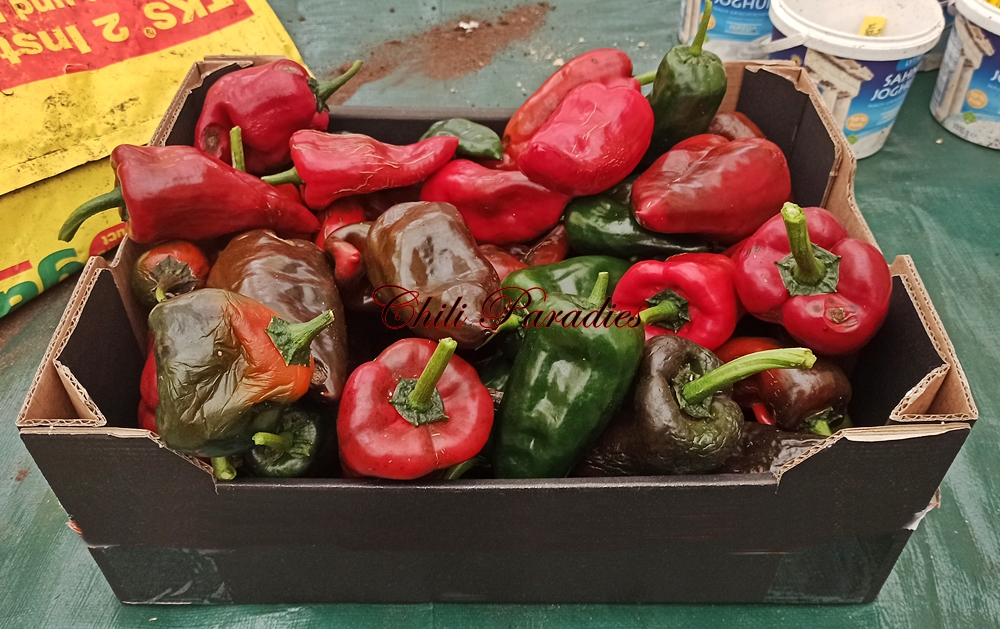 Poblano.jpg