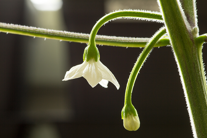 Poinsettia_001_zpsqcvswrhu.jpg