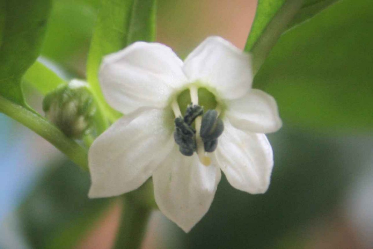 Poinsettia_1_Blüte.jpg