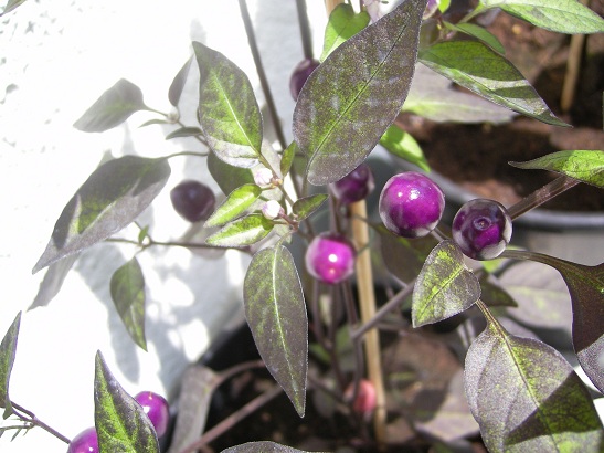 Pretty in Purple klein.jpg