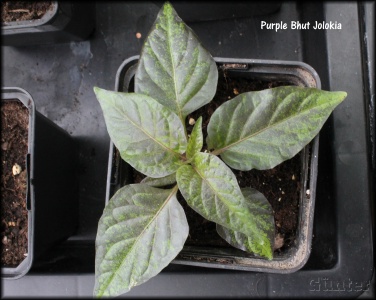 Purple Bhut Jolokia.jpg