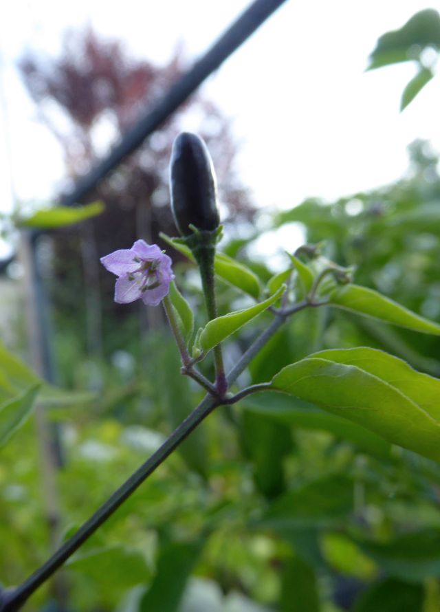 Purple flowered chacoense.jpg