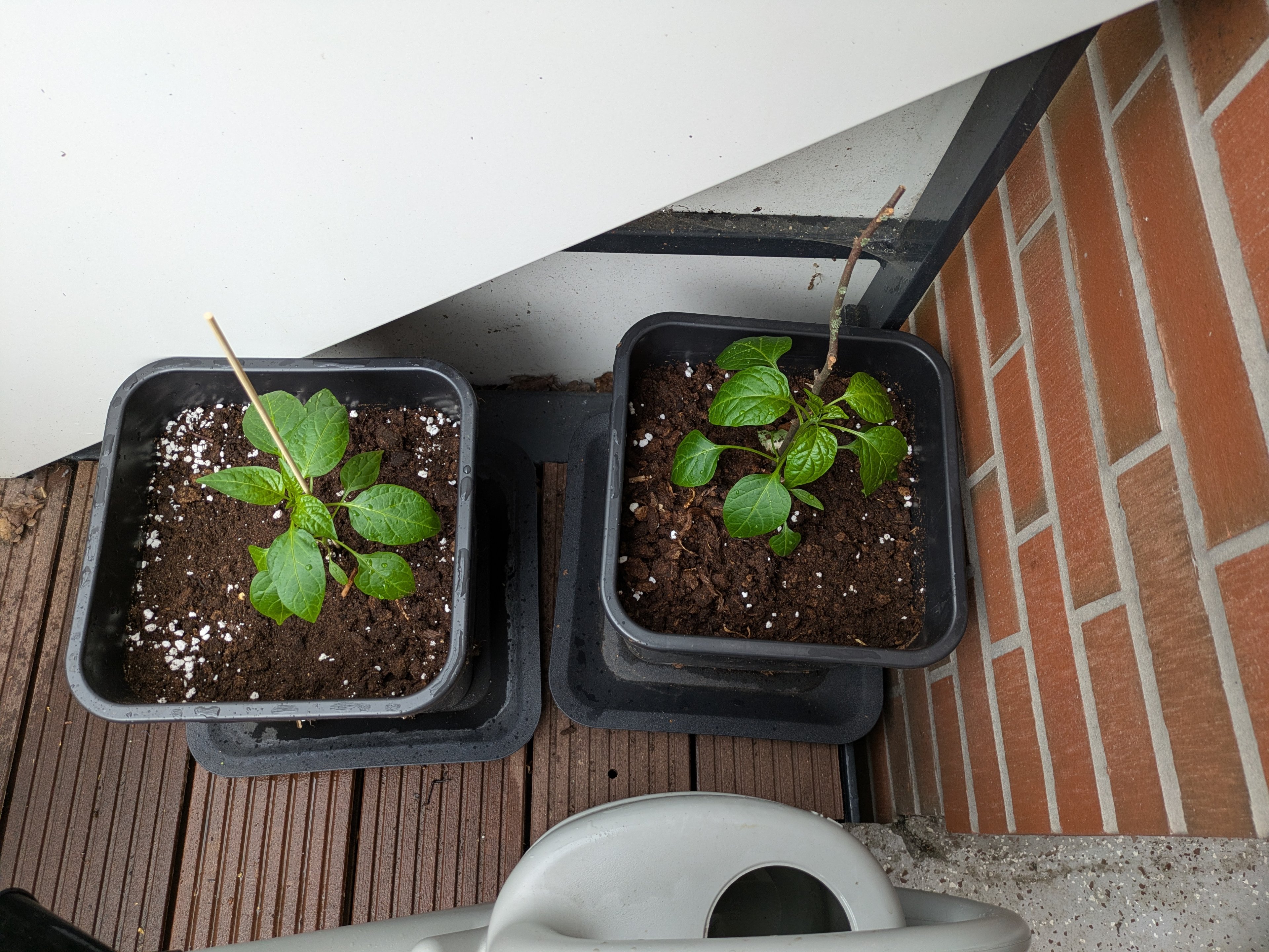 PXL_20250413_121620139.RAW-01.COVER.jpg