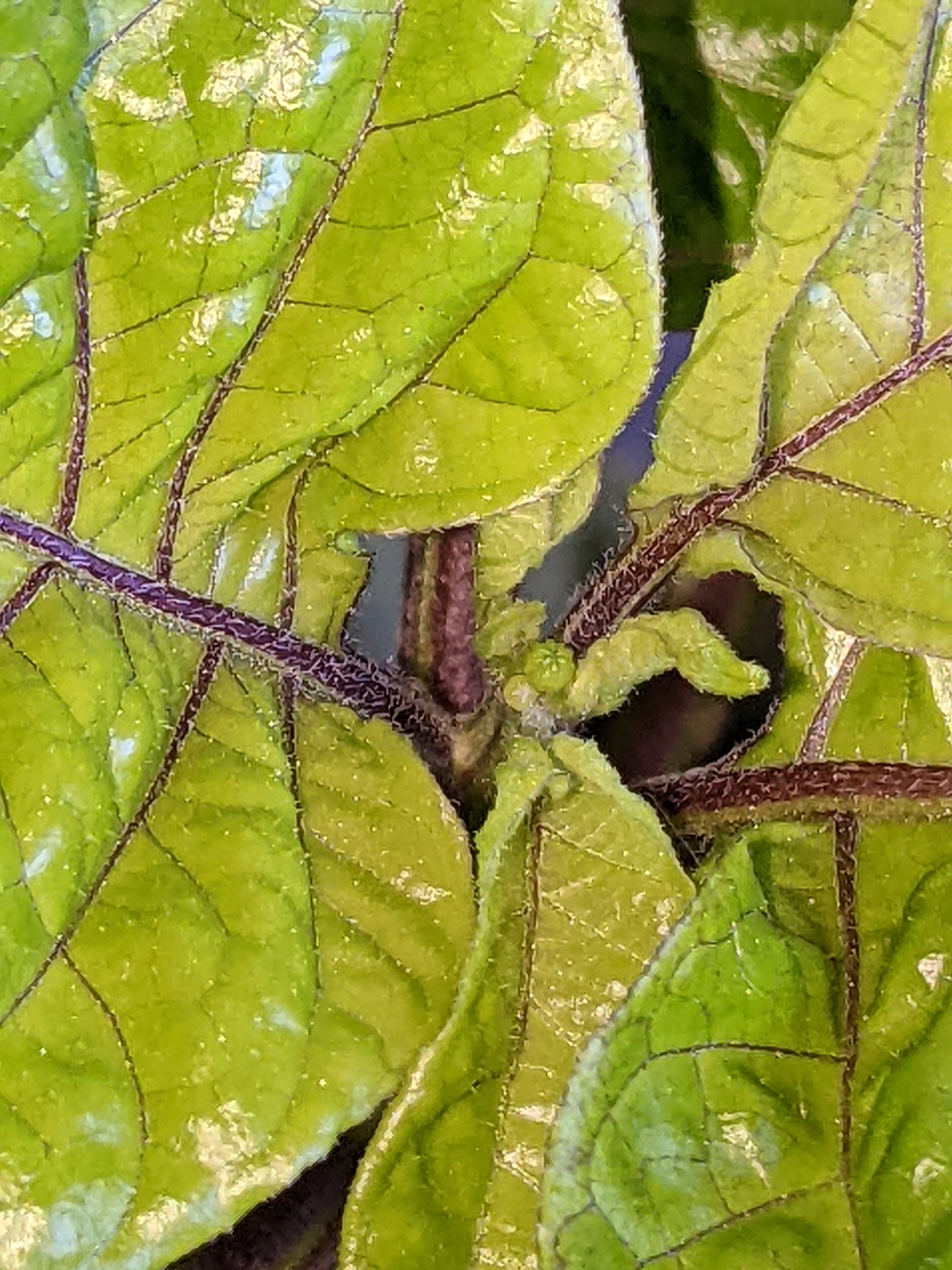 PXL_20250428_171614671.jpg