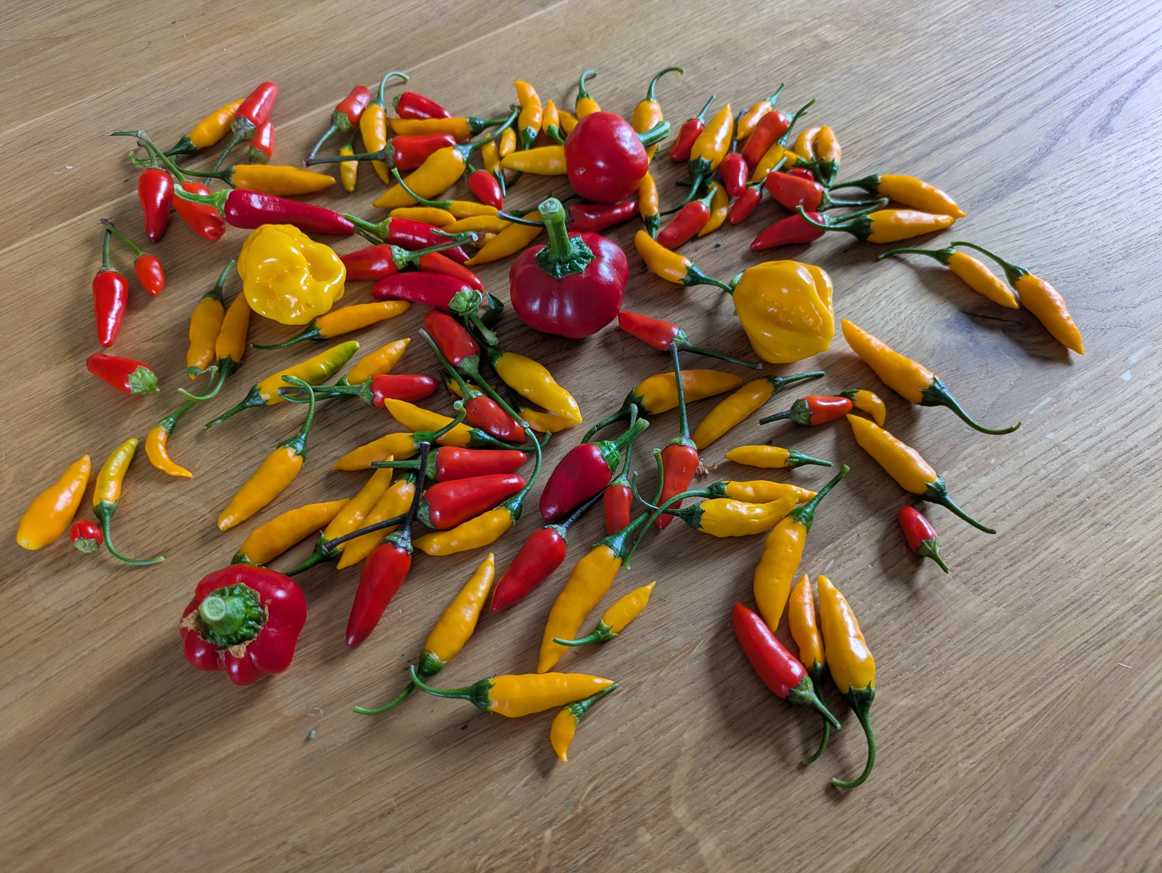 PXL_20260928_131354779.jpg
