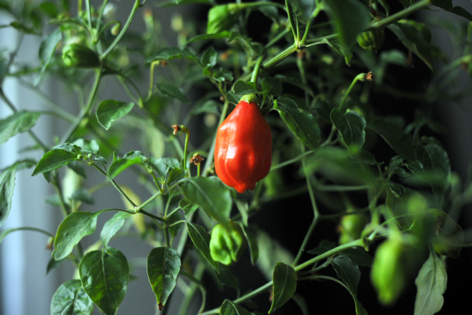 Rain.Forest.baccatum.ripening_666.jpg